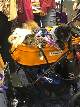 Global Pet Expo - Cats