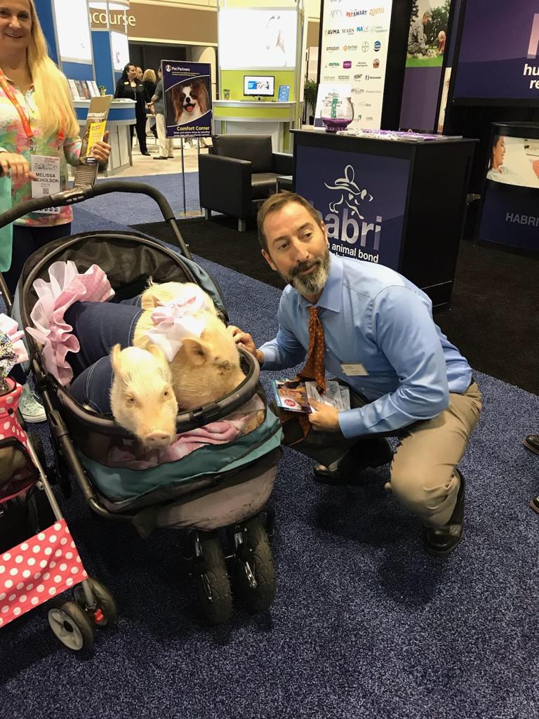 Global Pet Expo - Pigs