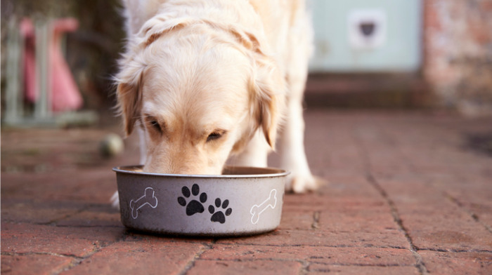 Pet Food Company Increases Sales Using Food Export’s Market Builder Program