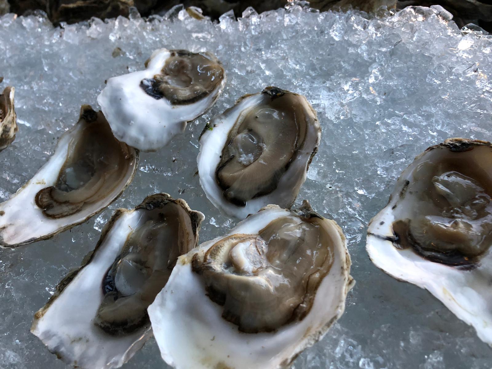 Oyster Seminar - oysters 