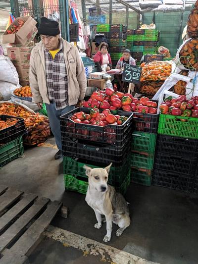 Peru - Wholesale Market Tour 2