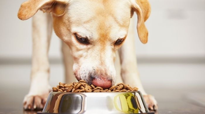 Branded Program Industry Spotlight Series: Pet Food